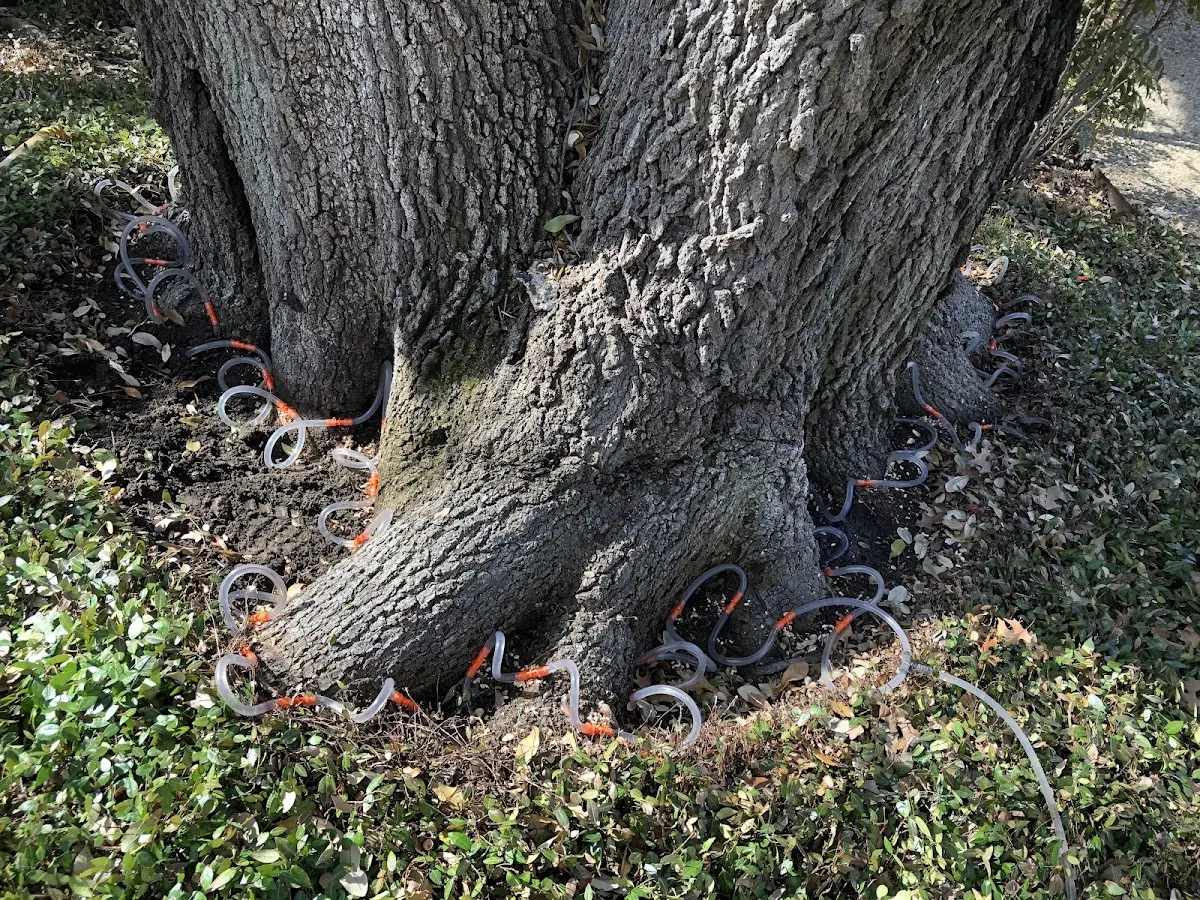 Detailed Tree Cabling and Bracing job site in Lavallette