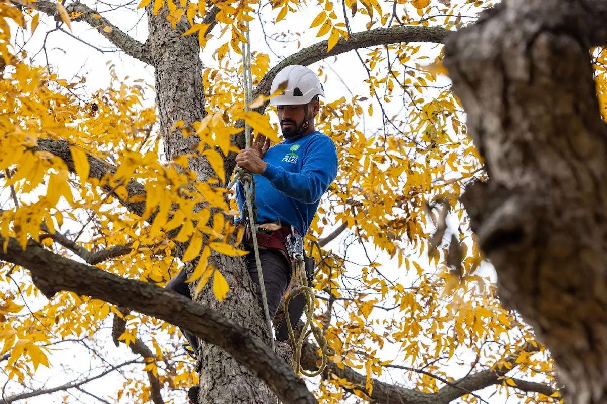Skilled Tree Trimming crew working in Lavallette